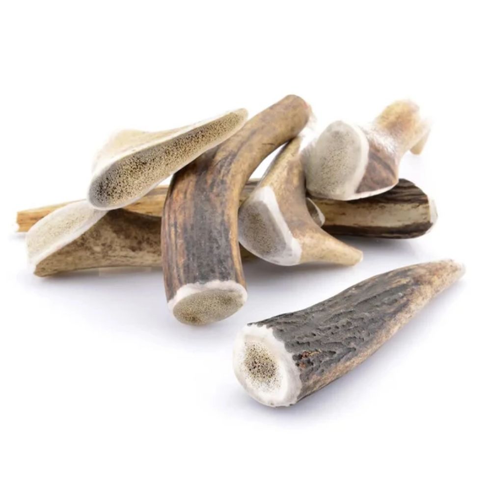 Bois de cerf entier