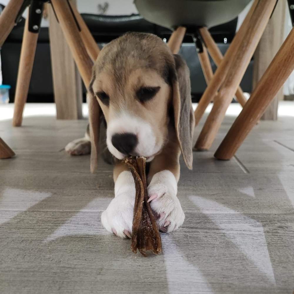 Pack Chiots et petits Chiens